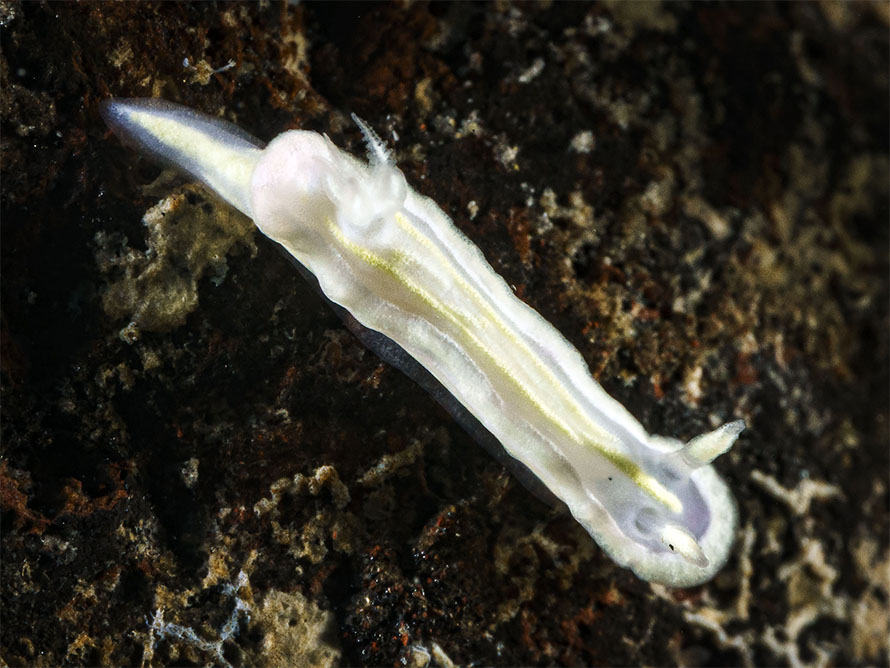 Ceratosoma sp. 1